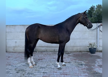 Polnisches Kaltblut Mix, Wallach, 3 Jahre, 160 cm, Dunkelbrauner