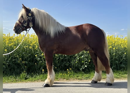 Polnisches Kaltblut, Wallach, 3 Jahre, 171 cm, Dunkelfuchs
