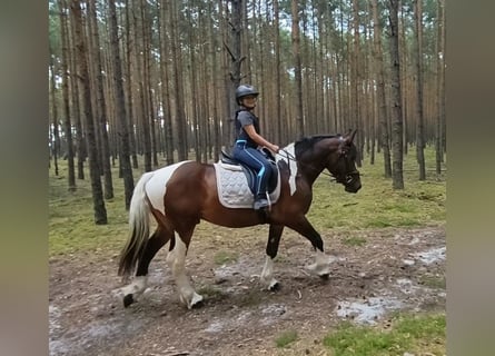 Polnisches Kaltblut Mix, Wallach, 4 Jahre, 156 cm, Schecke