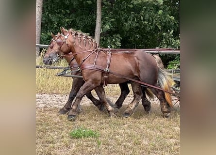 Polnisches Kaltblut, Wallach, 4 Jahre, 164 cm, Dunkelfuchs