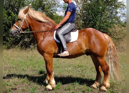 Polnisches Kaltblut, Wallach, 5 Jahre, 158 cm, Dunkelfuchs