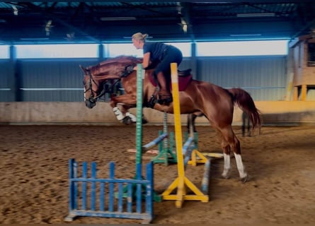 Polnisches Kaltblut, Wallach, 5 Jahre, 175 cm