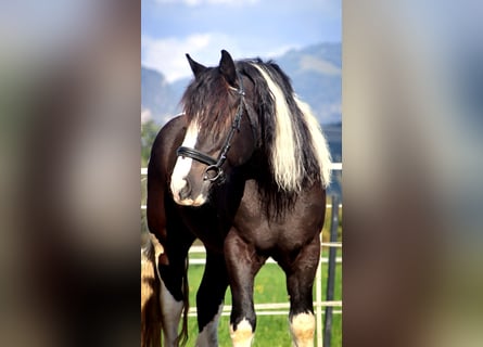 Polnisches Kaltblut, Wallach, 7 Jahre, 155 cm, Schecke