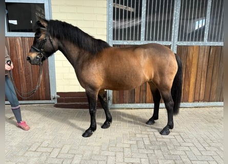Polnisches Reitpony, Stute, 10 Jahre, 140 cm, Brauner