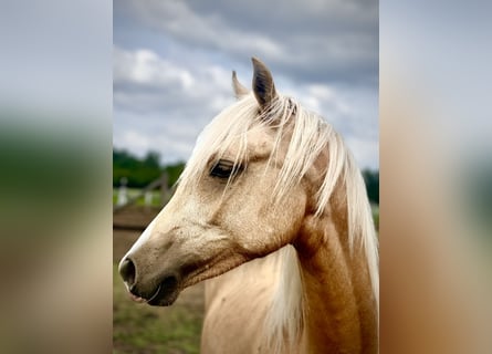 Polnisches Reitpony, Stute, 1 Jahr, 146 cm
