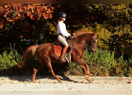 Polnisches Reitpony, Stute, 3 Jahre, 145 cm, Dunkelfuchs