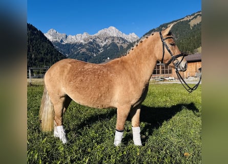 Polnisches Reitpony Mix, Stute, 4 Jahre, 135 cm, Falbe