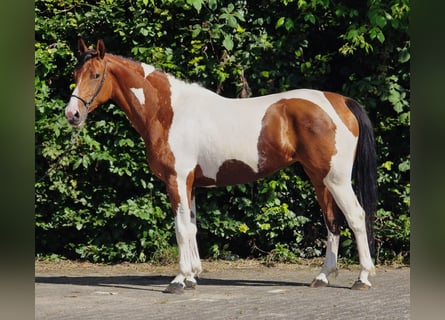 Polnisches Reitpony, Stute, 5 Jahre, 155 cm, Schecke