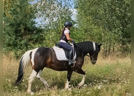 Polnisches Reitpony Mix, Stute, 6 Jahre, 150 cm, Schecke
