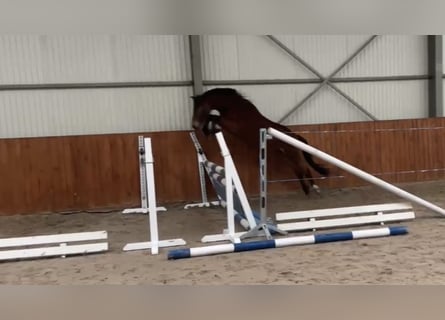 Polnisches Reitpony, Wallach, 3 Jahre, 142 cm, Rotbrauner