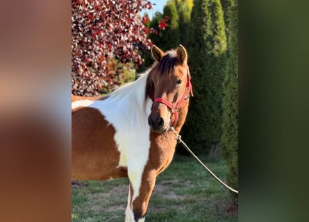 Polnisches Reitpony, Wallach, 3 Jahre, 142 cm, Schecke