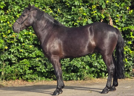 Polnisches Reitpony, Wallach, 3 Jahre, 148 cm, Rappe
