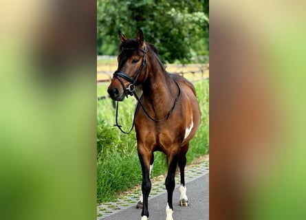 Polnisches Reitpony, Wallach, 4 Jahre, 145 cm, Falbe