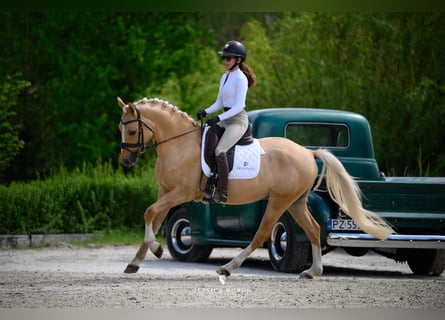Polnisches Reitpony, Wallach, 5 Jahre, 153 cm, Palomino