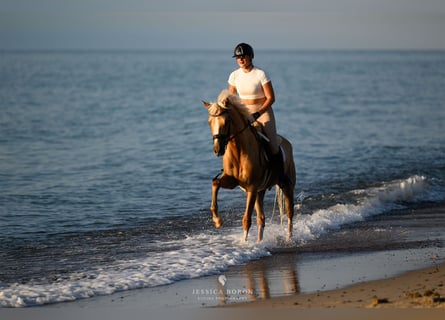 Polnisches Reitpony, Wallach, 5 Jahre, 153 cm, Palomino