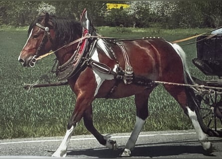 Polnisches Reitpony, Wallach, 6 Jahre, Schecke