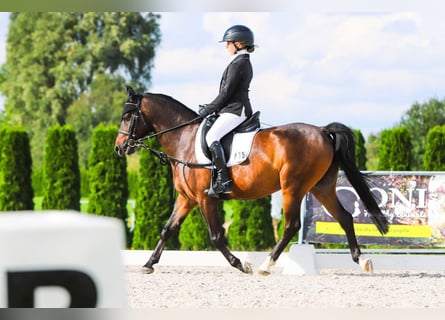 Polnisches Reitpony, Wallach, 8 Jahre, 139 cm, Dunkelbrauner