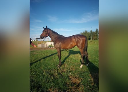 Polnisches Sportpferd, Hengst, 1 Jahr, 157 cm, Brauner