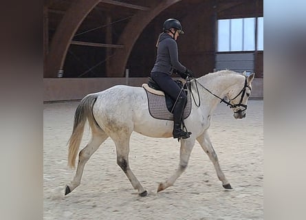 Polnisches Sportpferd, Stute, 10 Jahre, 162 cm, Schimmel