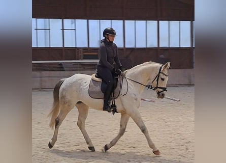 Polnisches Sportpferd, Stute, 10 Jahre, 162 cm, Schimmel