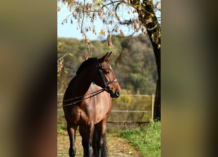 Polnisches Sportpferd, Stute, 10 Jahre, 167 cm, Brauner