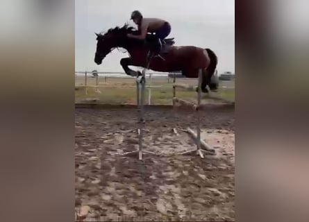Polnisches Sportpferd, Stute, 13 Jahre, 165 cm, Brauner