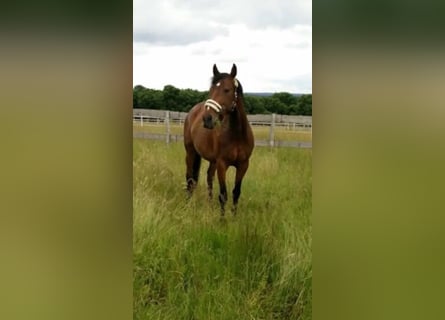 Polnisches Sportpferd, Stute, 15 Jahre, 170 cm, Brauner