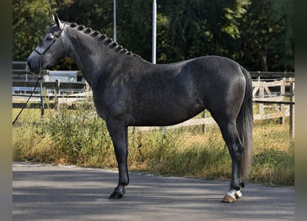 Polnisches Sportpferd, Stute, 3 Jahre, 167 cm, Rappschimmel
