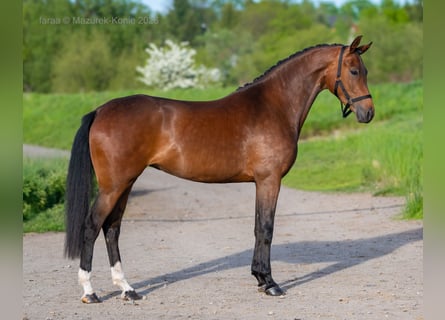 Polnisches Sportpferd, Stute, 3 Jahre, 170 cm, Rotbrauner
