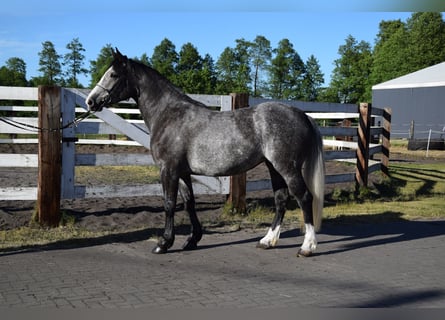 Polnisches Sportpferd, Stute, 4 Jahre, 163 cm, Apfelschimmel