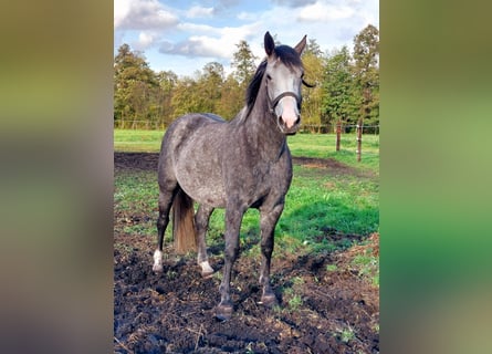 Polnisches Sportpferd, Stute, 4 Jahre, 163 cm, Schimmel