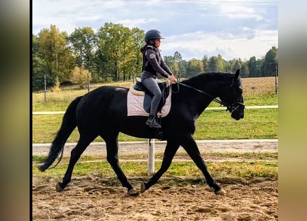 Polnisches Sportpferd Mix, Stute, 4 Jahre, 167 cm, Rappe