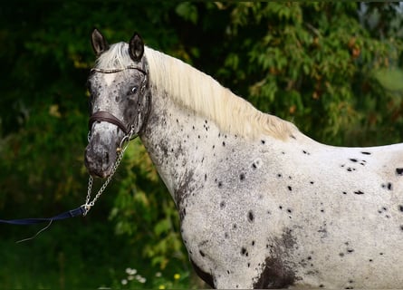 Polnisches Sportpferd, Stute, 5 Jahre, 161 cm, Tigerschecke