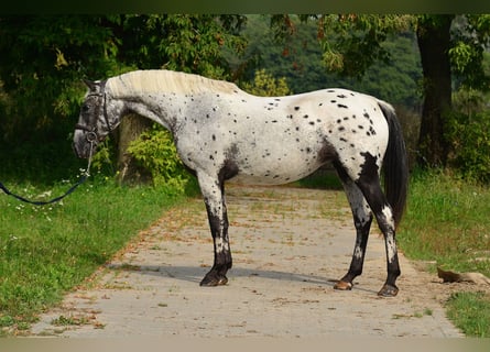 Polnisches Sportpferd, Stute, 5 Jahre, 161 cm, Tigerschecke