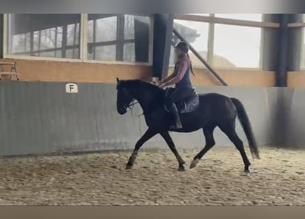 Polnisches Sportpferd, Stute, 5 Jahre, 165 cm, Dunkelbrauner