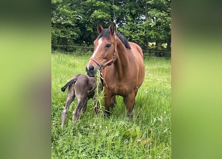Polnisches Sportpferd, Stute, 6 Jahre, 165 cm