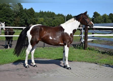 Polnisches Sportpferd, Stute, 6 Jahre, 167 cm, Schecke