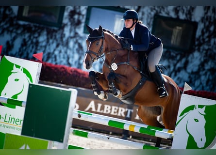 Polnisches Sportpferd, Stute, 6 Jahre, 168 cm, Brauner