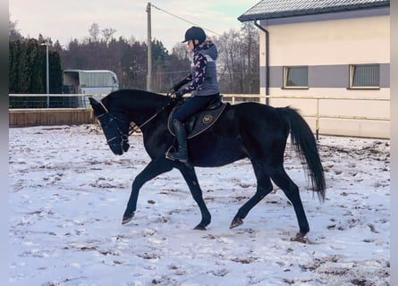 Polnisches Sportpferd, Wallach, 11 Jahre, 167 cm, Schwarzbrauner