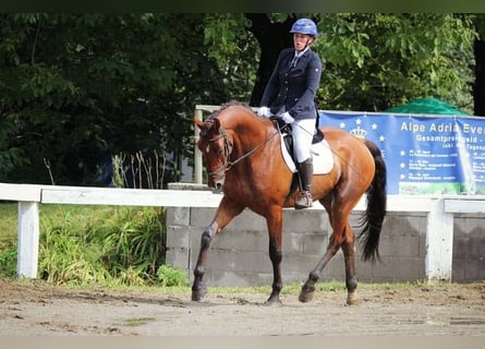 Polnisches Sportpferd, Wallach, 12 Jahre, 170 cm, Brauner