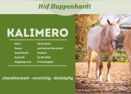 Polnisches Sportpferd, Wallach, 16 Jahre, 157 cm, Roan-Red