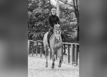 Polnisches Sportpferd, Wallach, 16 Jahre, 165 cm, Fuchs