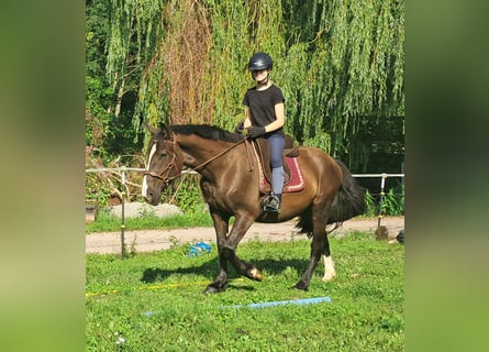 Polnisches Sportpferd, Wallach, 3 Jahre, 148 cm, Dunkelbrauner