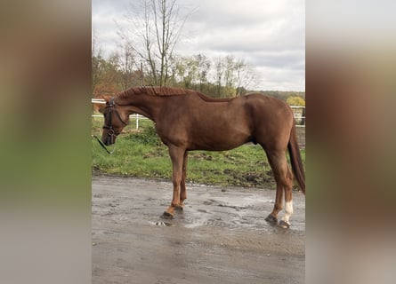 Polnisches Sportpferd, Wallach, 4 Jahre, 167 cm, Fuchs