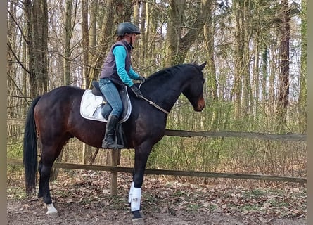 Polnisches Sportpferd, Wallach, 4 Jahre, 170 cm, Brauner