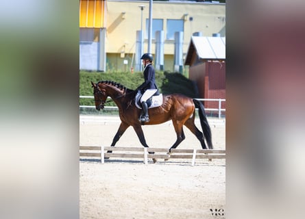 Polnisches Sportpferd, Wallach, 4 Jahre, 170 cm, Rotbrauner