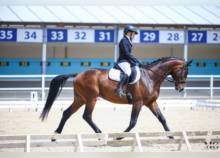 Polnisches Sportpferd, Wallach, 4 Jahre, 170 cm, Rotbrauner