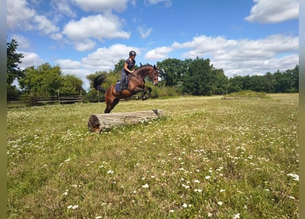Polnisches Sportpferd, Wallach, 4 Jahre, 170 cm, Rotbrauner