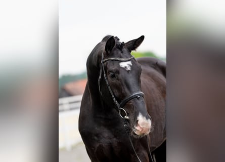 Polnisches Sportpferd, Wallach, 4 Jahre, 174 cm, Rappe
