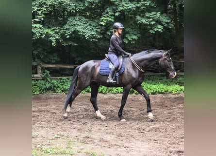 Polnisches Sportpferd, Wallach, 4 Jahre, 174 cm, Rappe